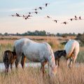 camargue chevaux