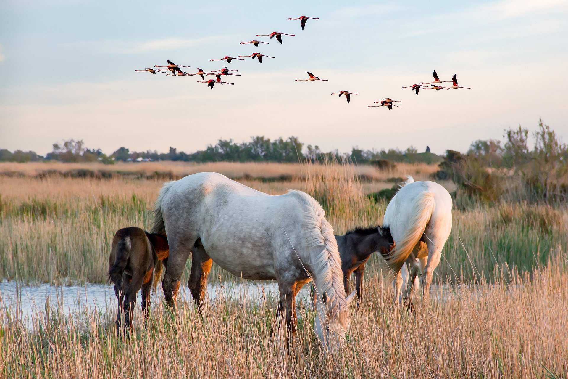 Découvrir la Camargue