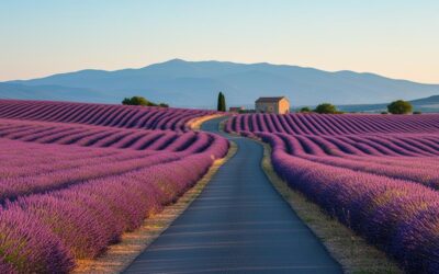 Les routes de la Lavande plante emblématique de Provence : explorer les champs violets des Alpes à Valensole